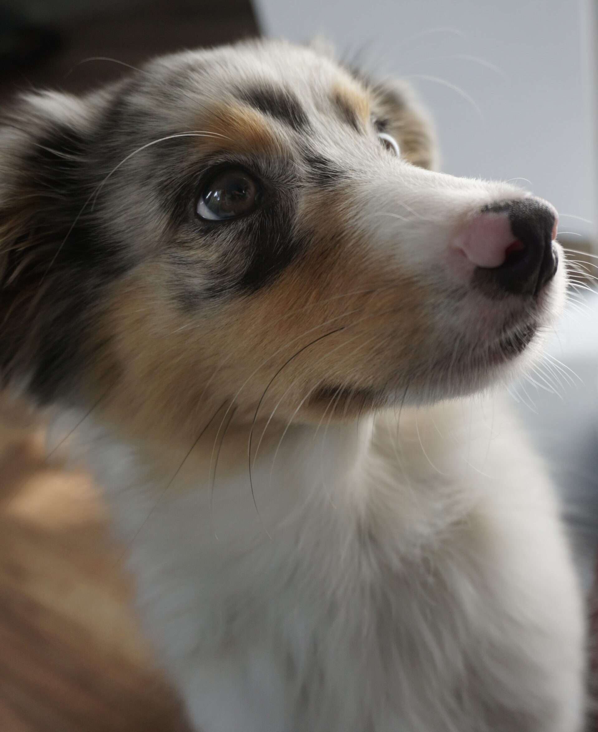 Süßer Hund