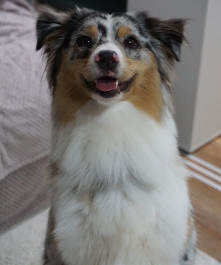 Hund lächelt