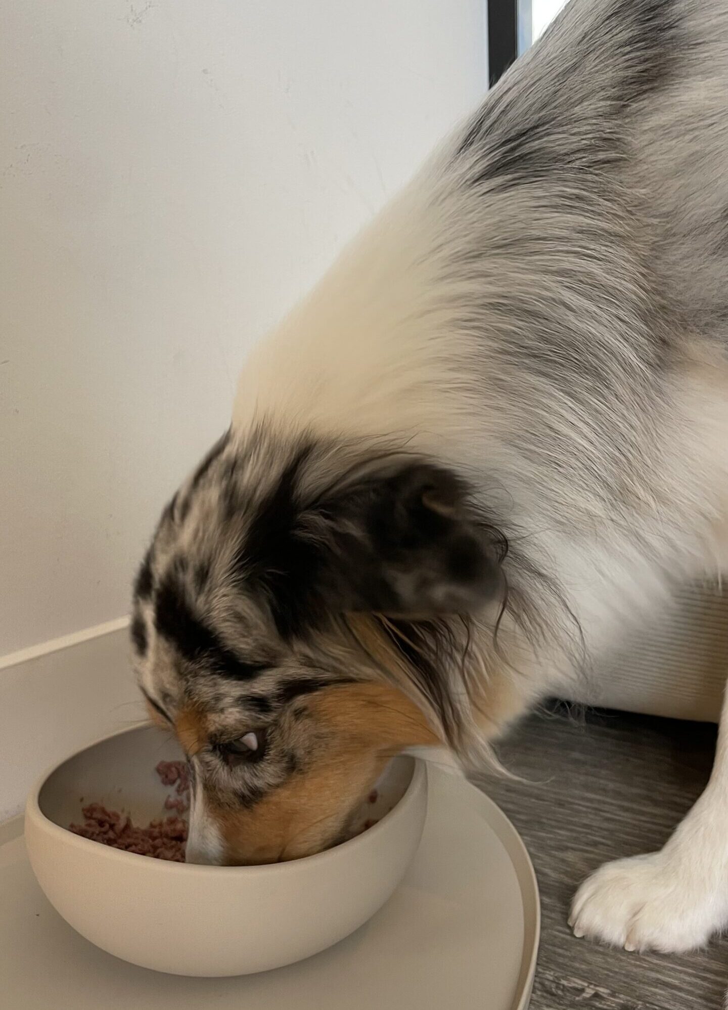 Hund frisst Nassfutter