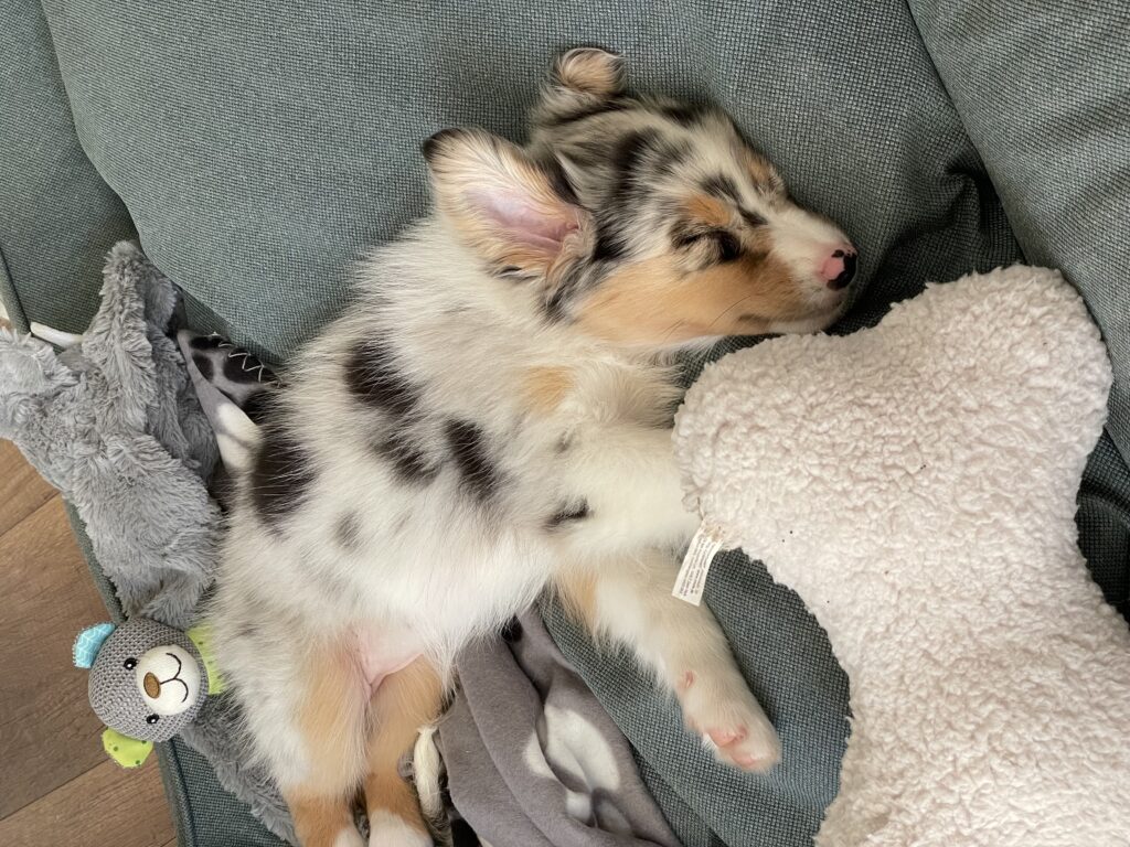 Mala beim Schlafen in ihrem Hundebett